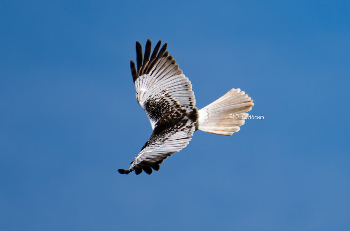 Eastern Marsh Harrier - ML620887669