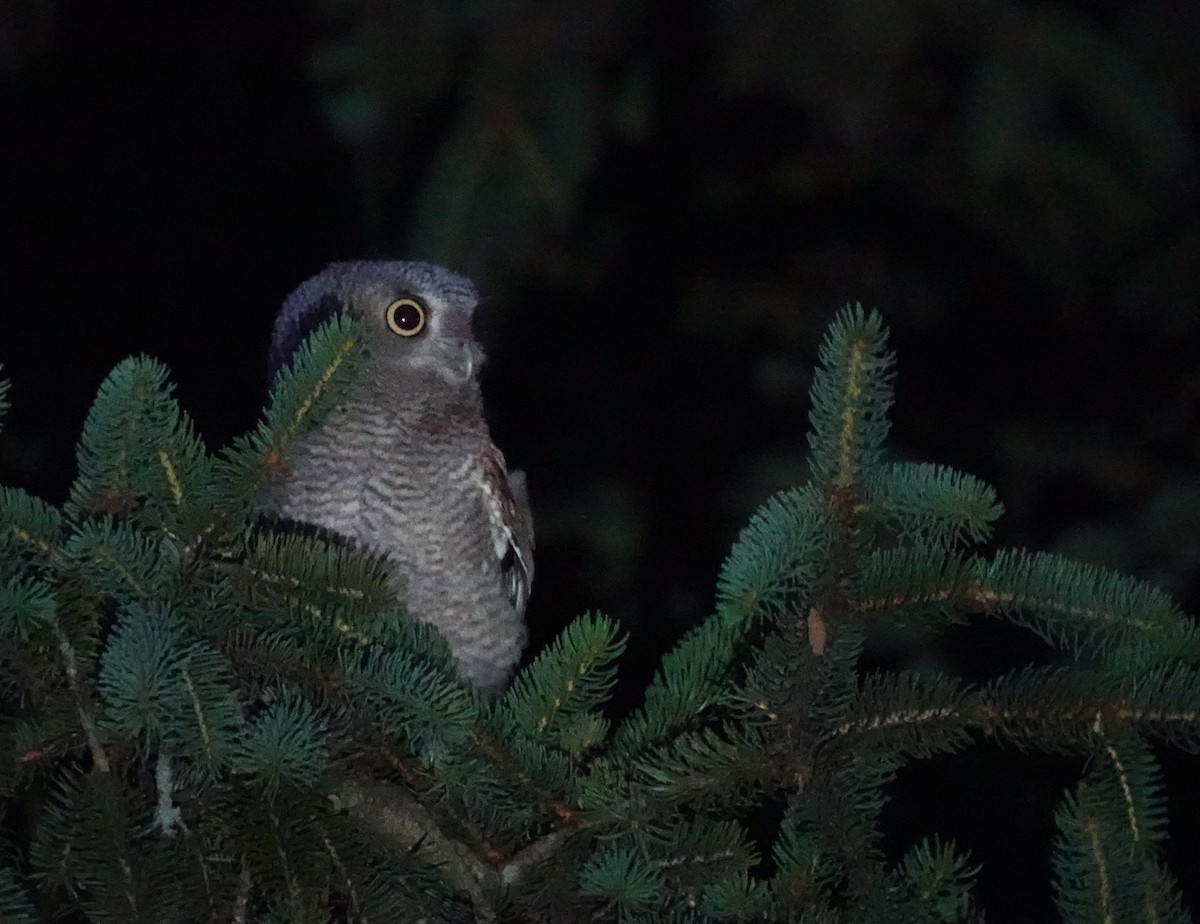 Eastern Screech-Owl - ML620887670