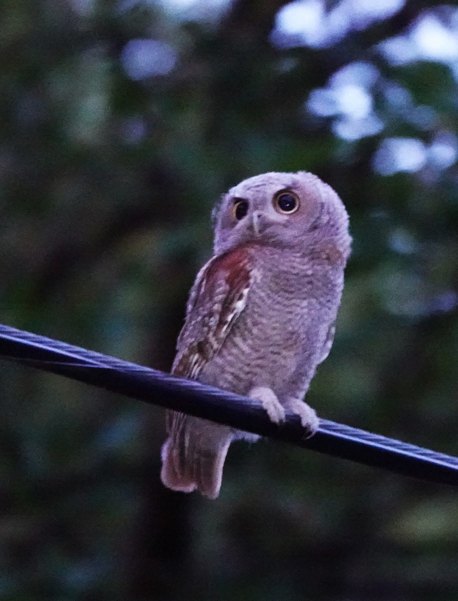 Eastern Screech-Owl - ML620887671