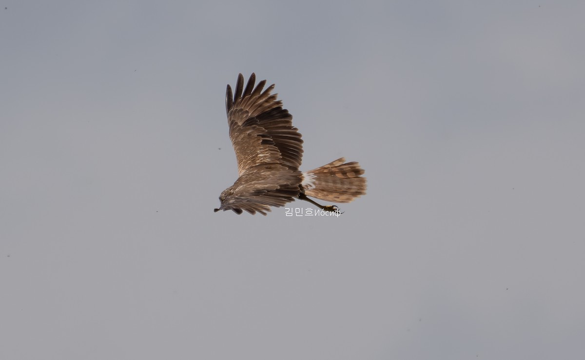 Hen Harrier - ML620887675