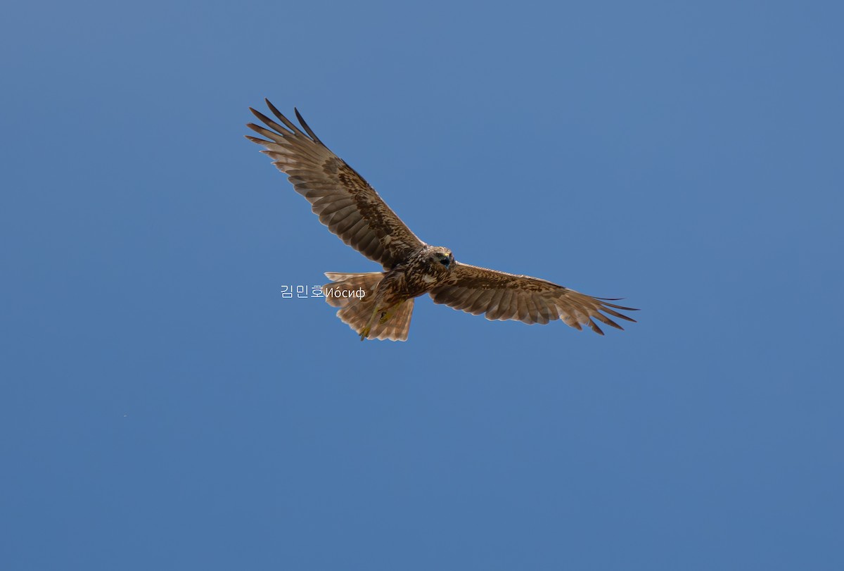 Hen Harrier - ML620887676