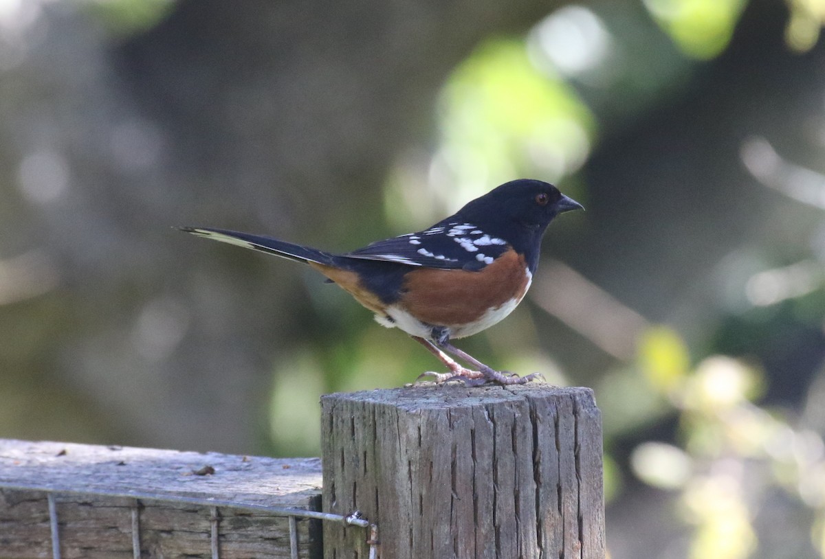Spotted Towhee - ML620887677