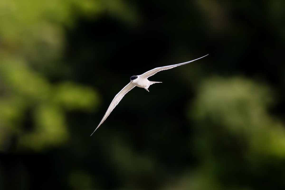 Common Tern (longipennis) - ML620887678