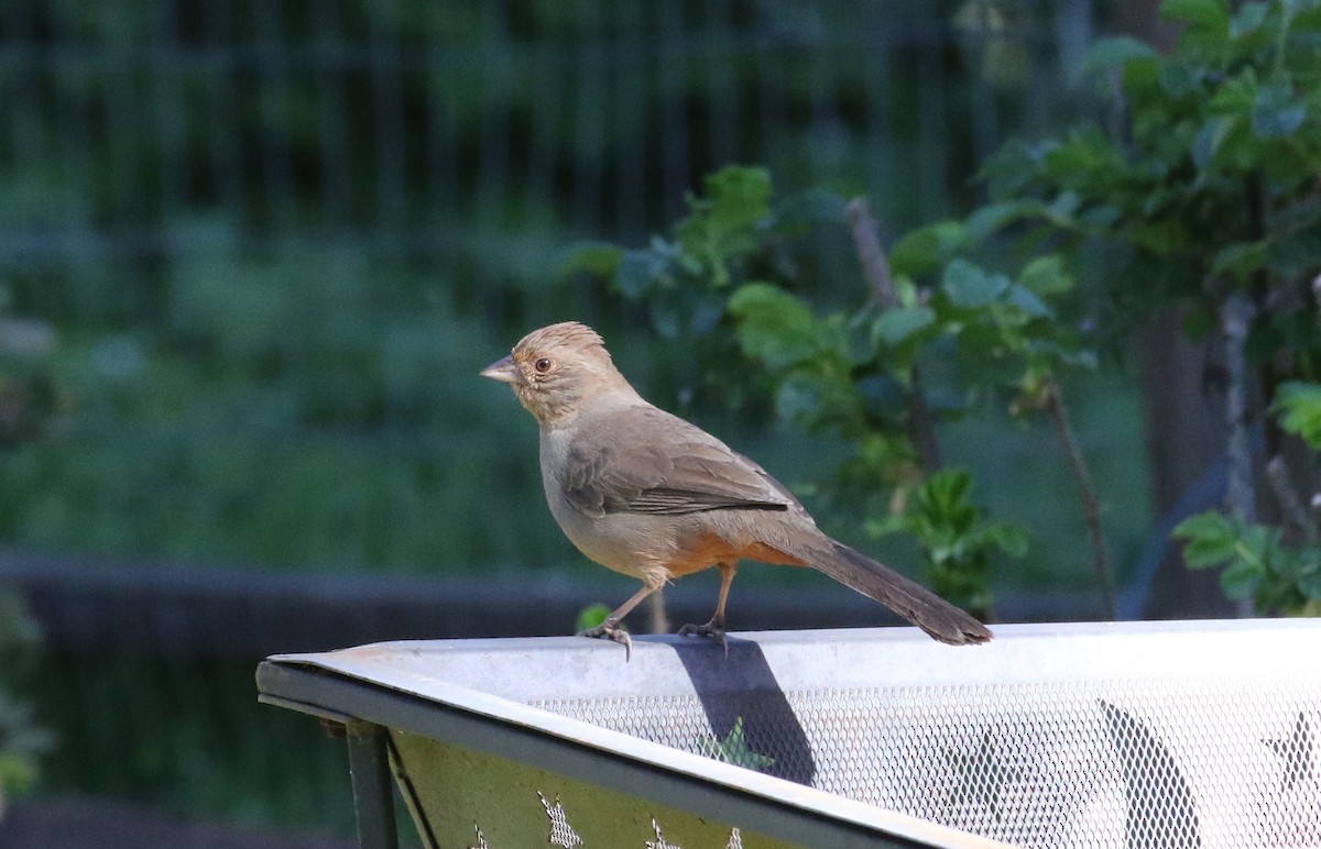 California Towhee - ML620887679