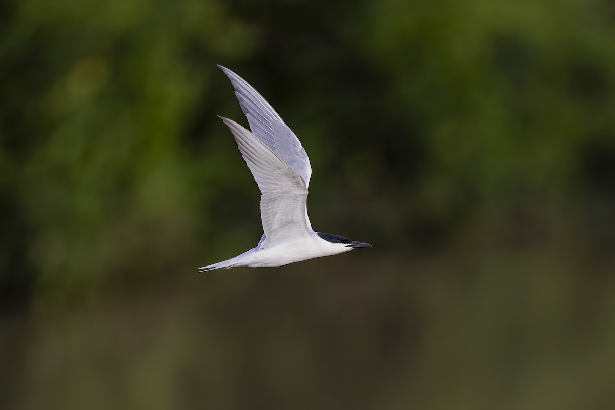 Gull-billed Tern - ML620887680