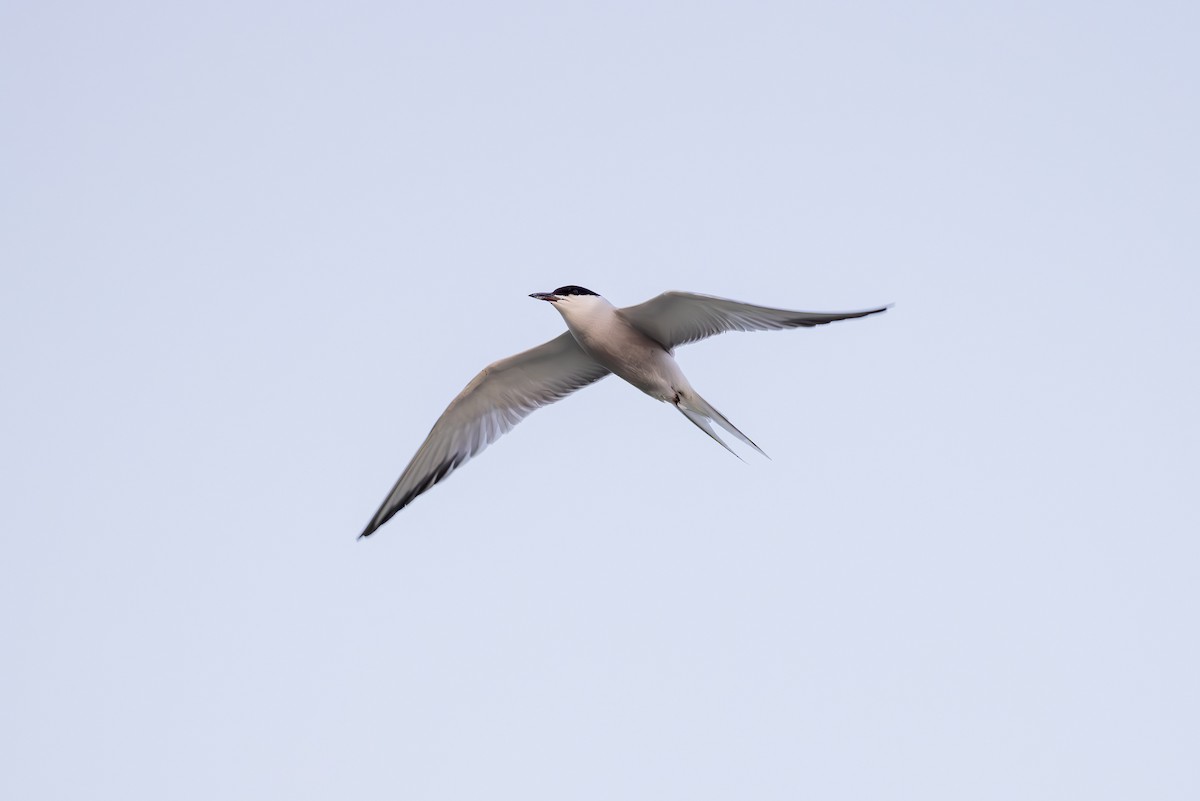 Common Tern (longipennis) - ML620887682