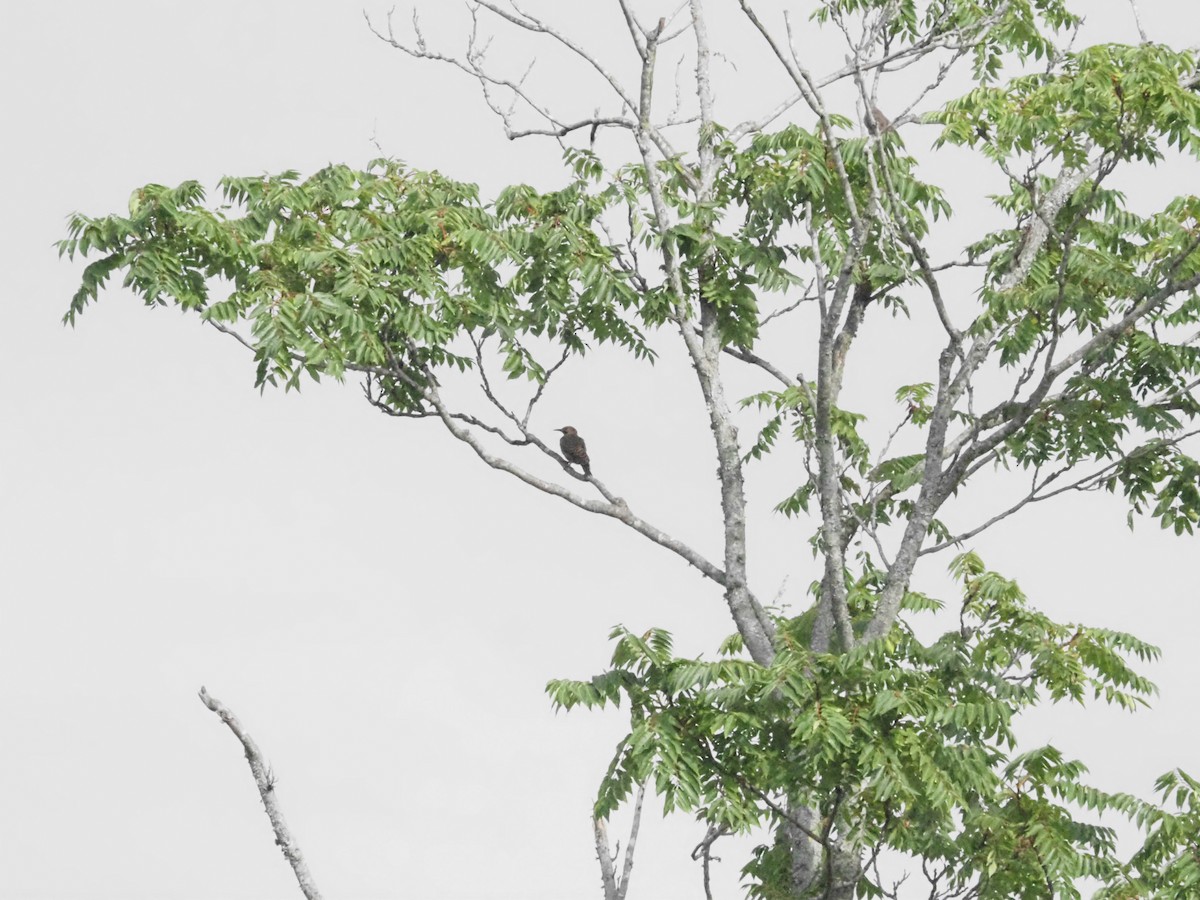 Northern Flicker - ML620887683