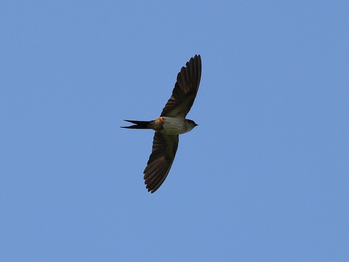 Red-rumped Swallow - ML620887684