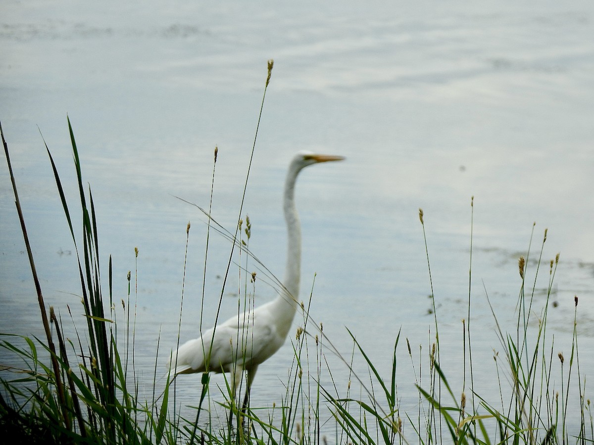 Great Egret - ML620887686