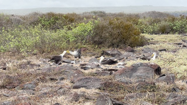 Waved Albatross - ML620887698