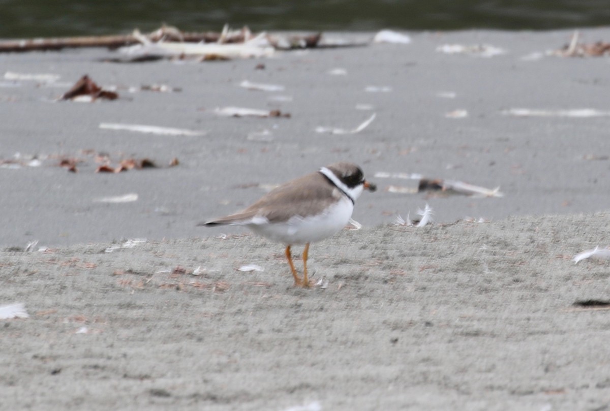 Semipalmated Plover - ML620887703