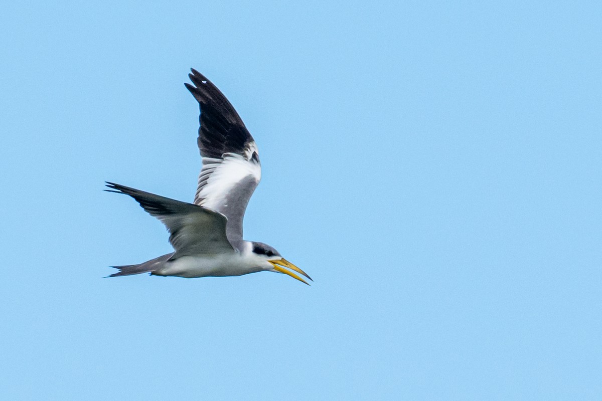 Large-billed Tern - ML620887706