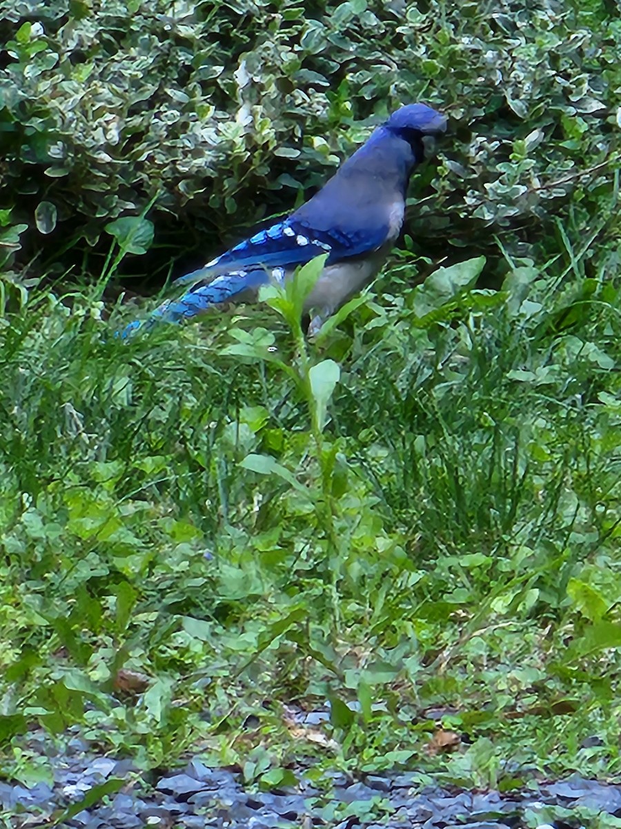 Blue Jay - Peggy Szekeres