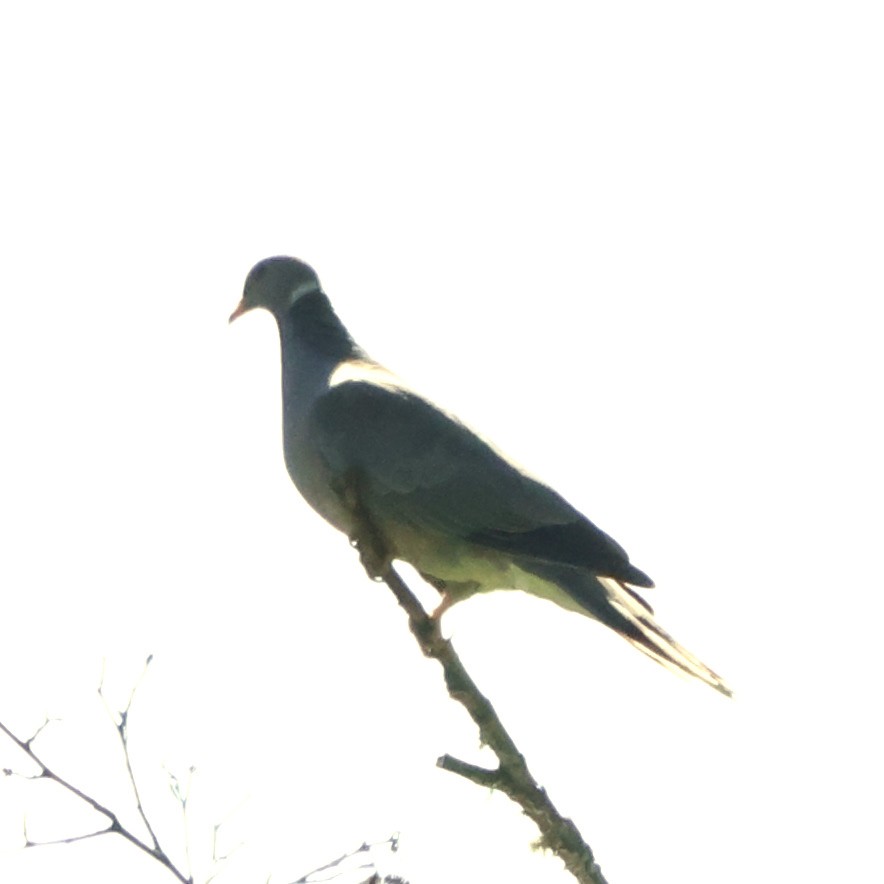 Band-tailed Pigeon - ML620887712