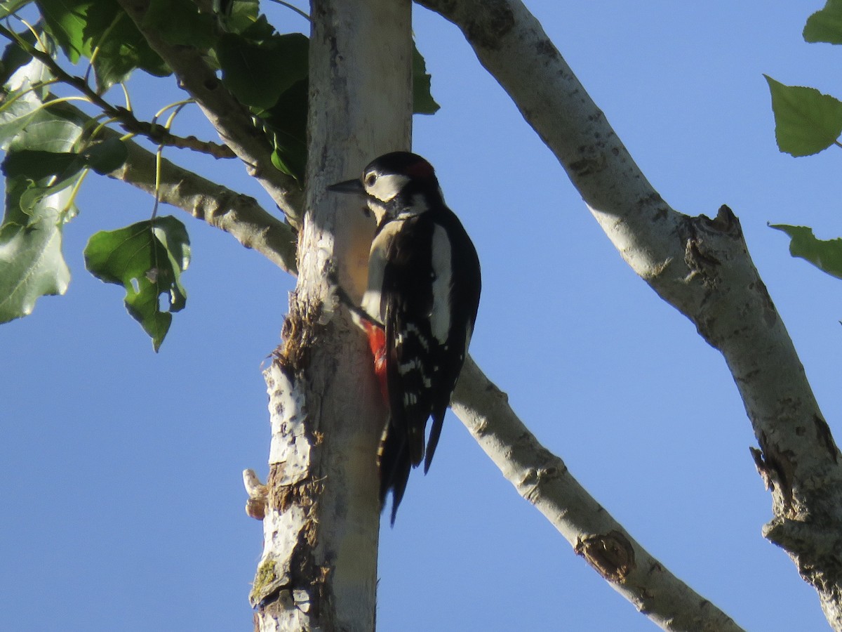 Great Spotted Woodpecker - ML620887713