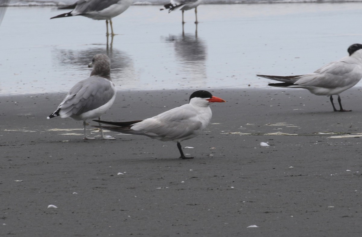 Caspian Tern - ML620887714