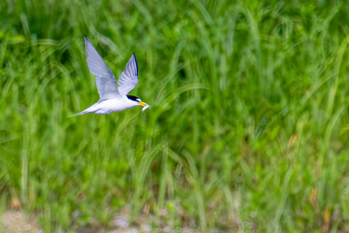 Least Tern - ML620887716