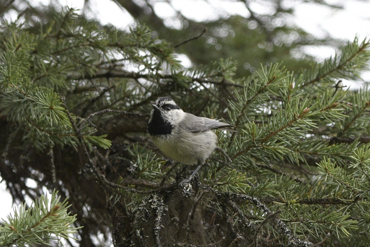 Mountain Chickadee - ML620887721