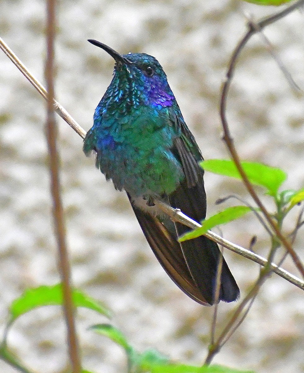 Berg-Veilchenohrkolibri - ML620887723