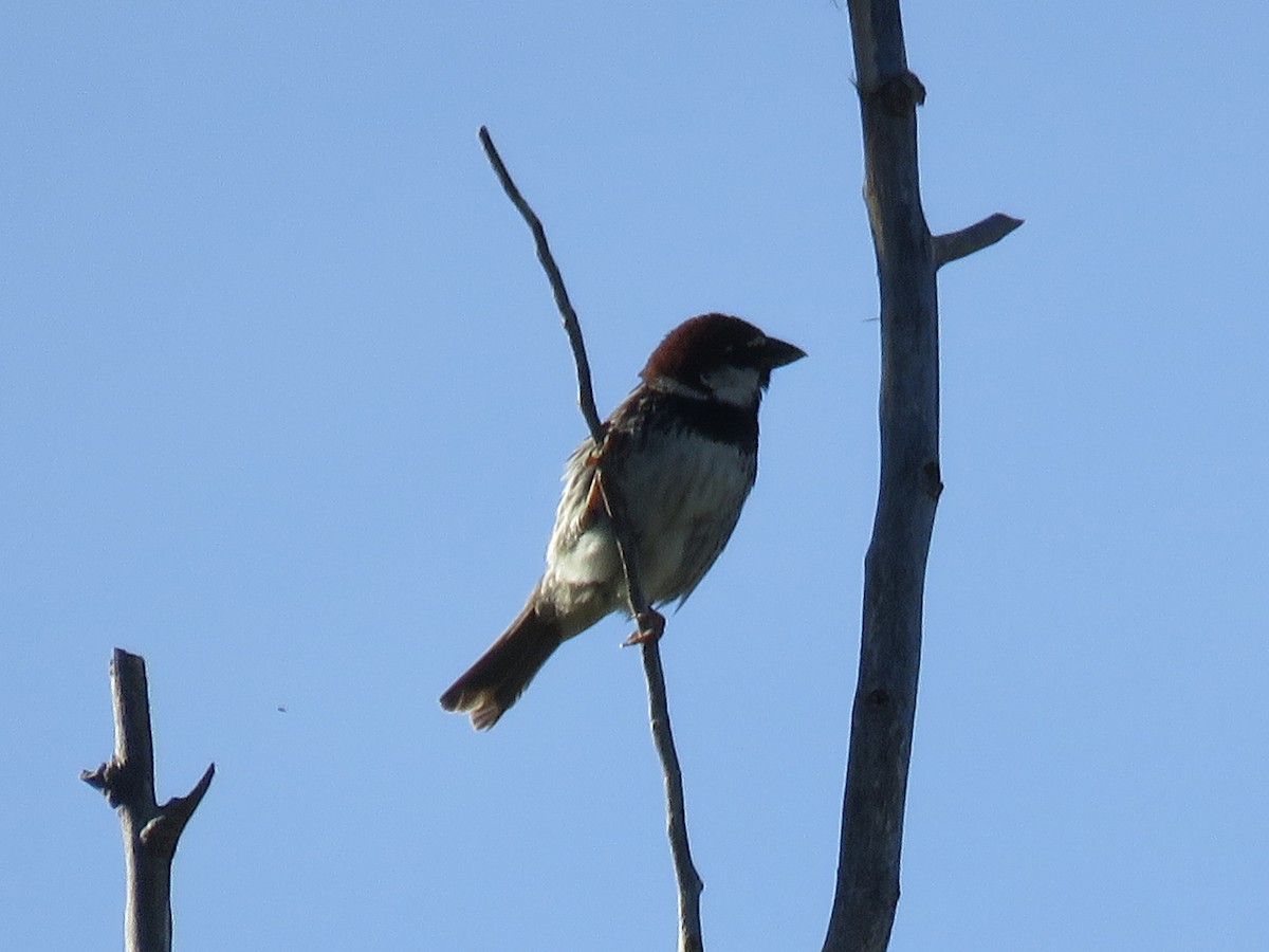 Spanish Sparrow - ML620887724