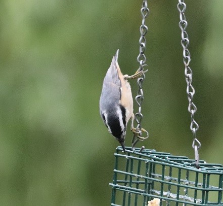 Red-breasted Nuthatch - ML620887725