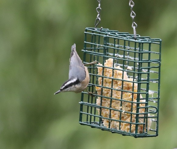 Red-breasted Nuthatch - ML620887726