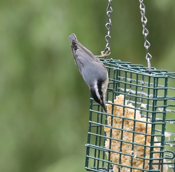 Red-breasted Nuthatch - ML620887727