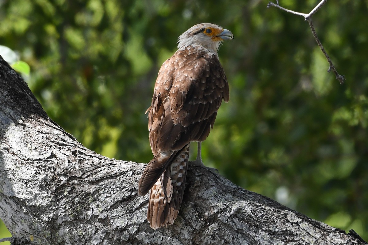 Caracara Chimachima - ML620887732