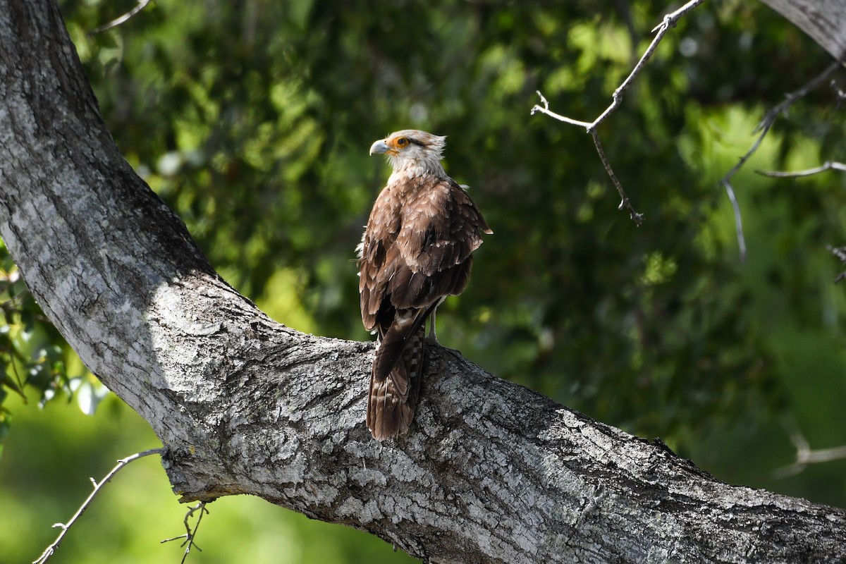 Yellow-headed Caracara - ML620887733