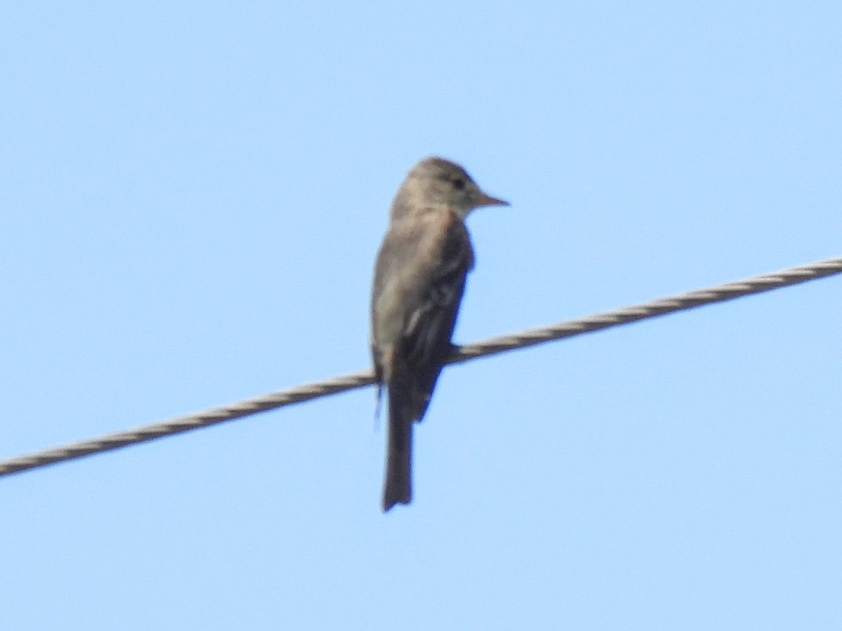 Eastern Wood-Pewee - ML620887736