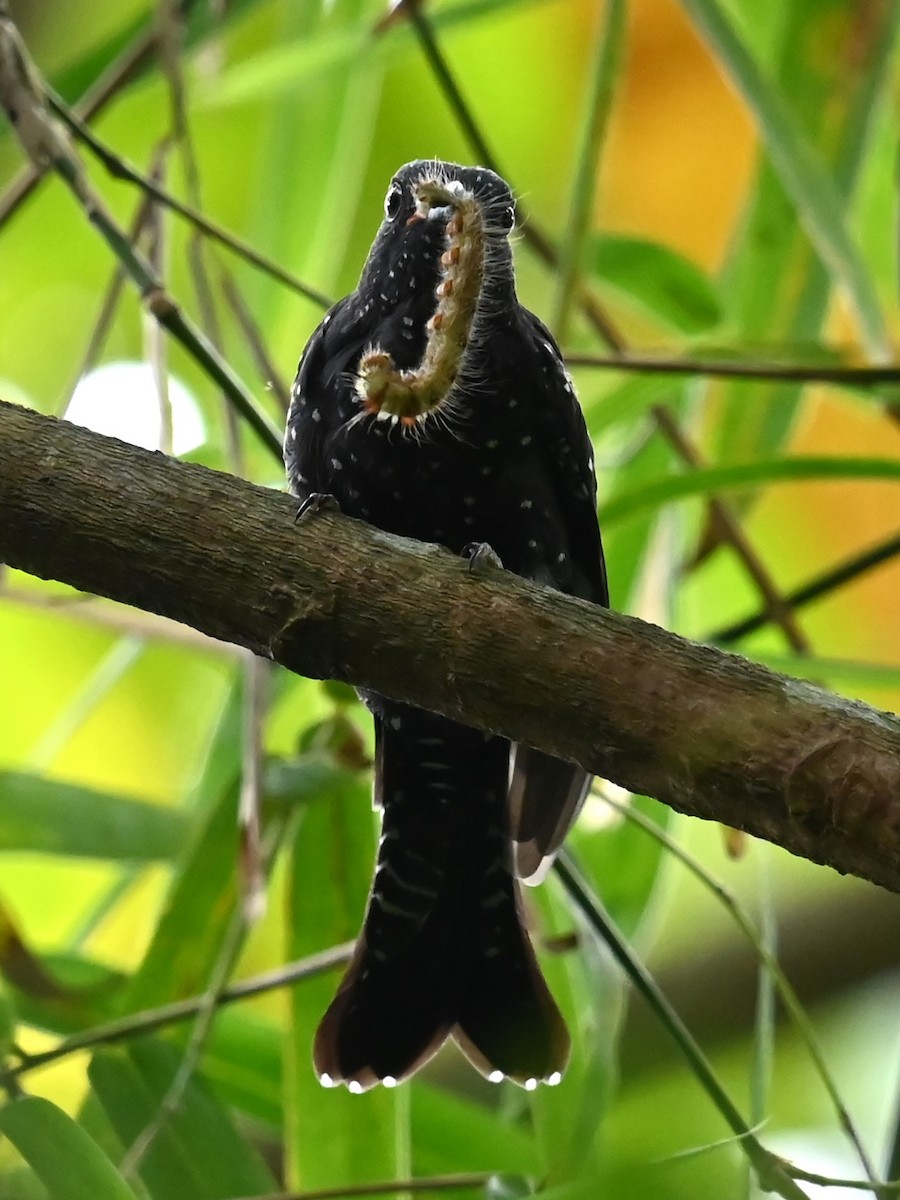 Square-tailed Drongo-Cuckoo - ML620887737