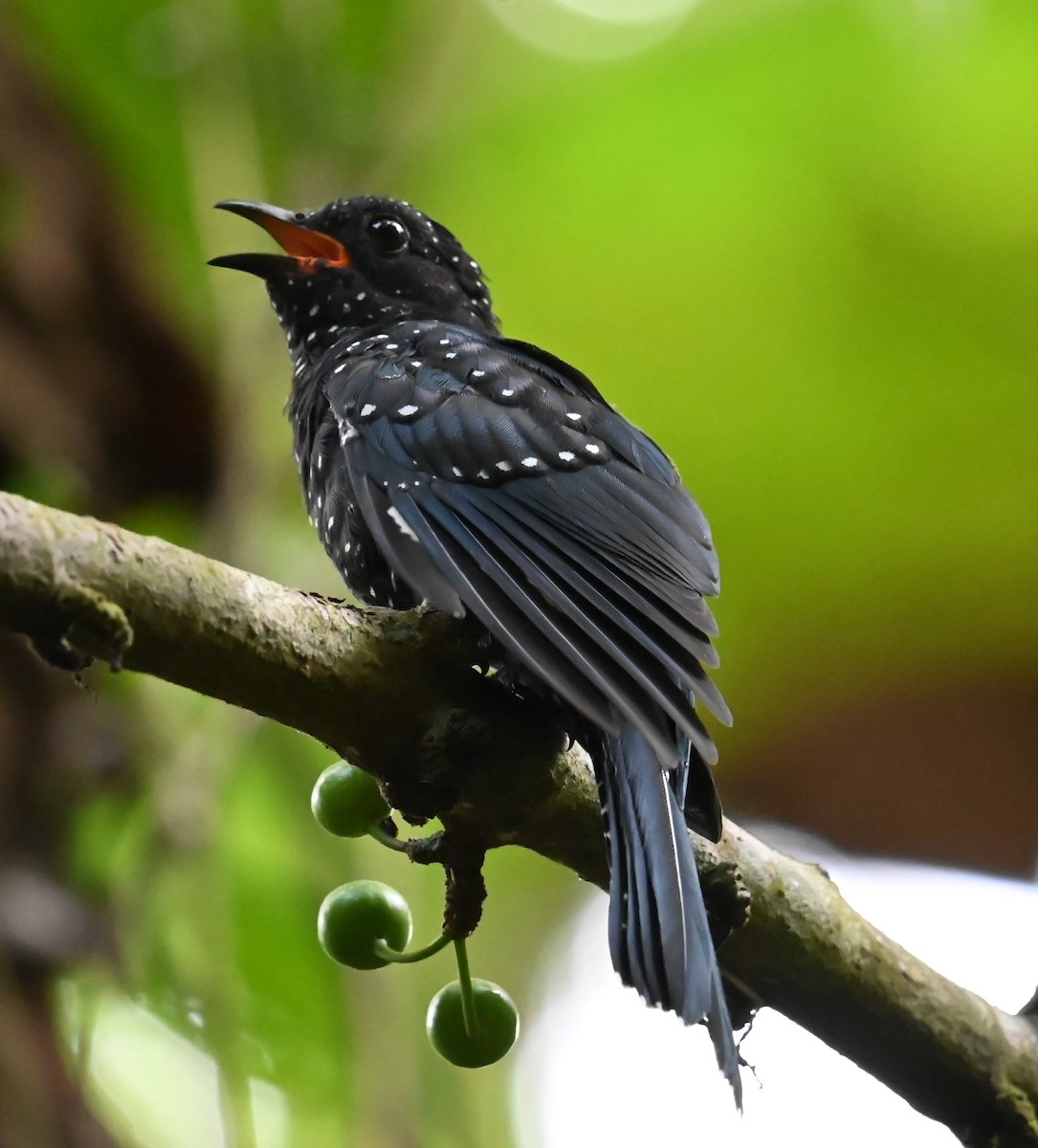 Square-tailed Drongo-Cuckoo - ML620887741