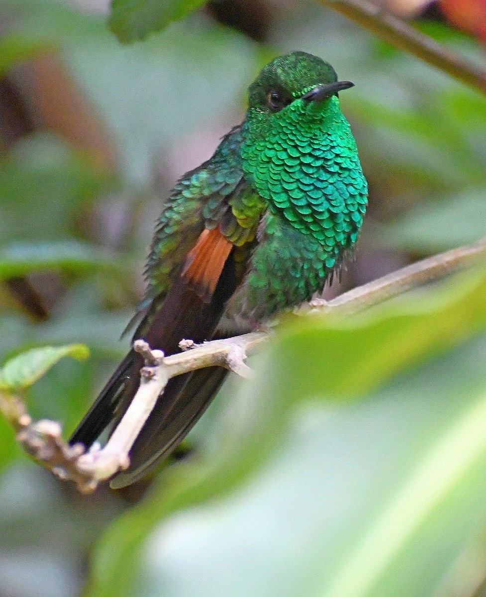 Colibri à épaulettes - ML620887747