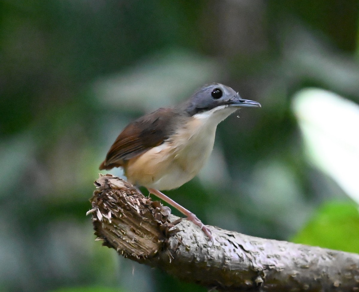 Short-tailed Babbler - ML620887748