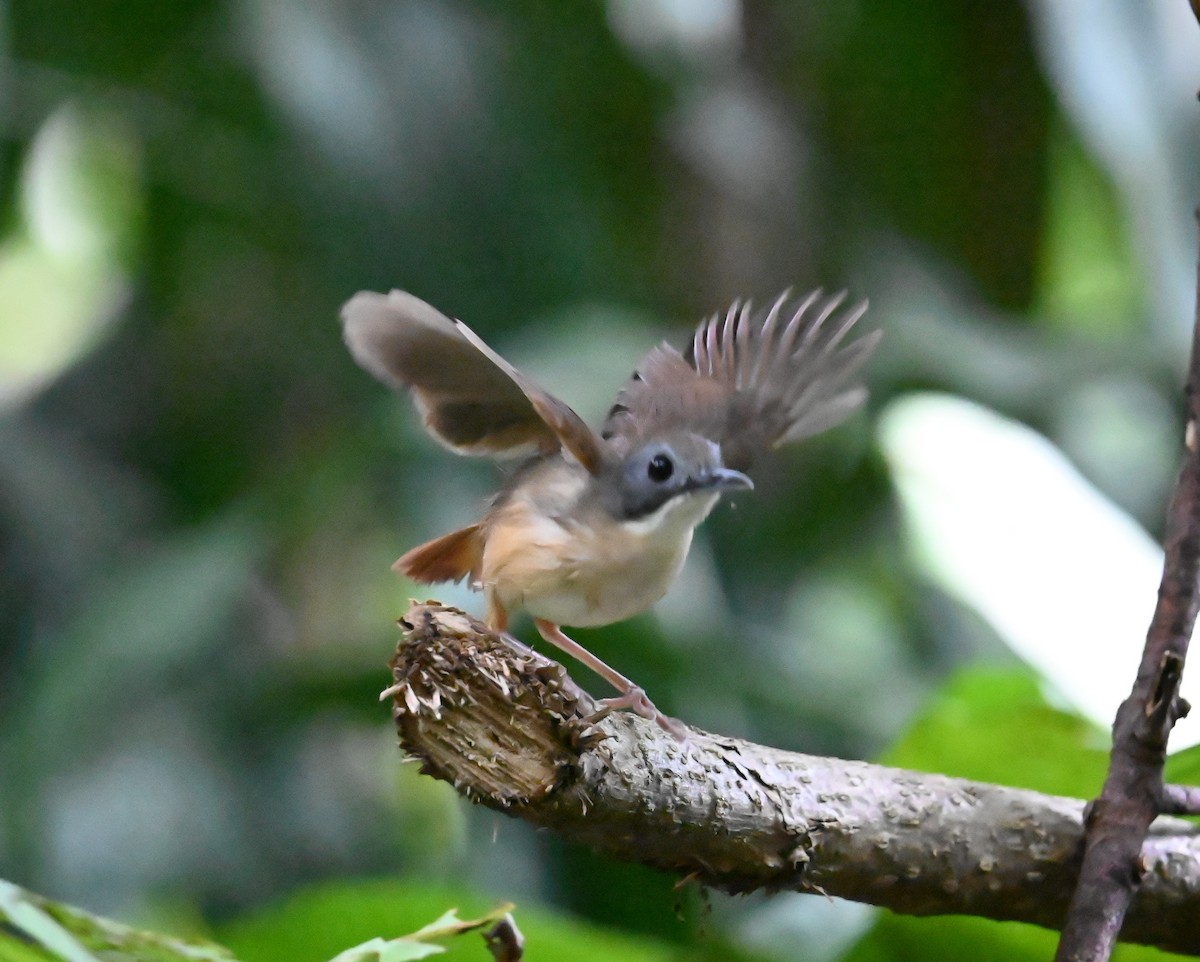 Short-tailed Babbler - ML620887750