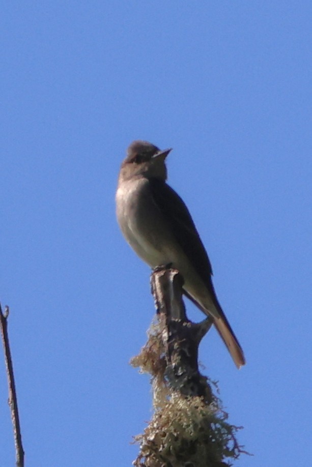 Western Wood-Pewee - ML620887751