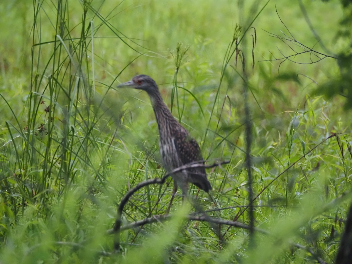 Yellow-crowned Night Heron - ML620887753