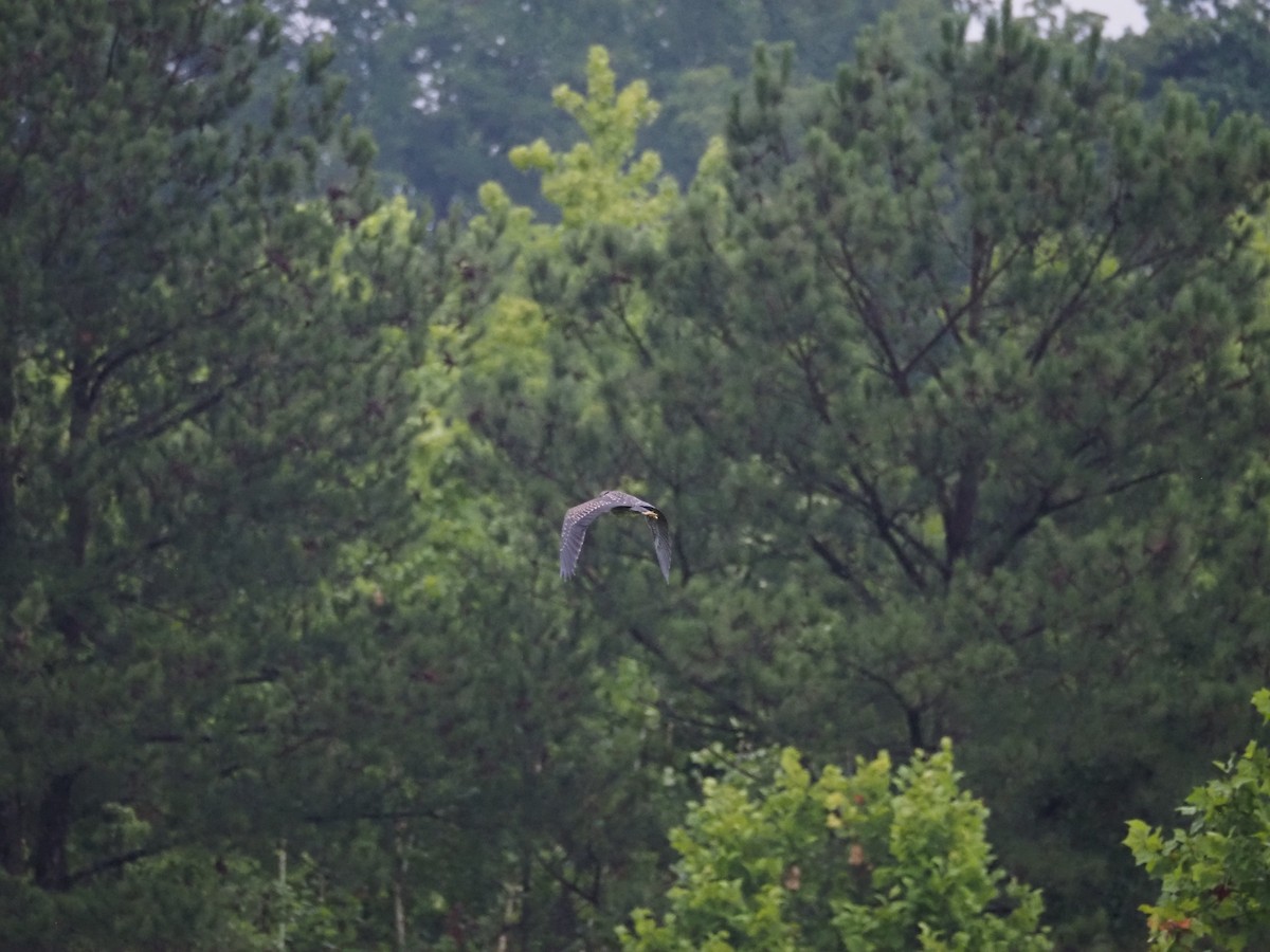 Yellow-crowned Night Heron - ML620887755