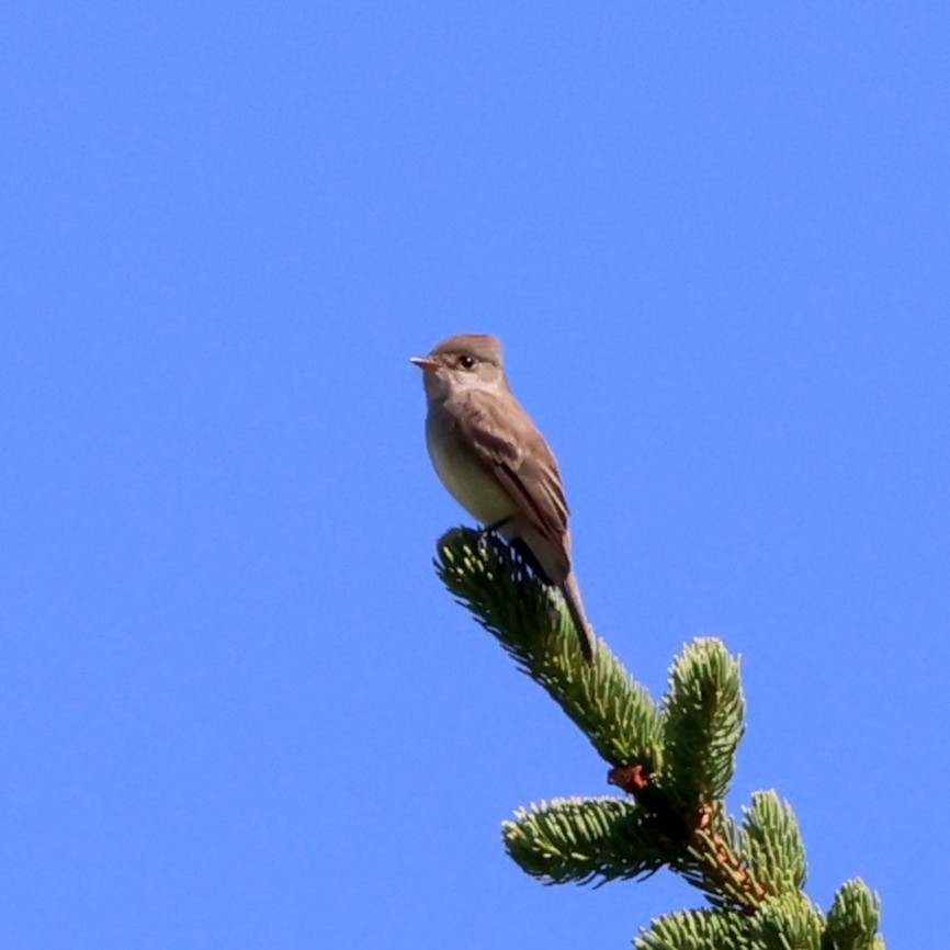 Willow Flycatcher - ML620887756