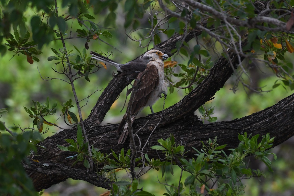 Caracara Chimachima - ML620887758