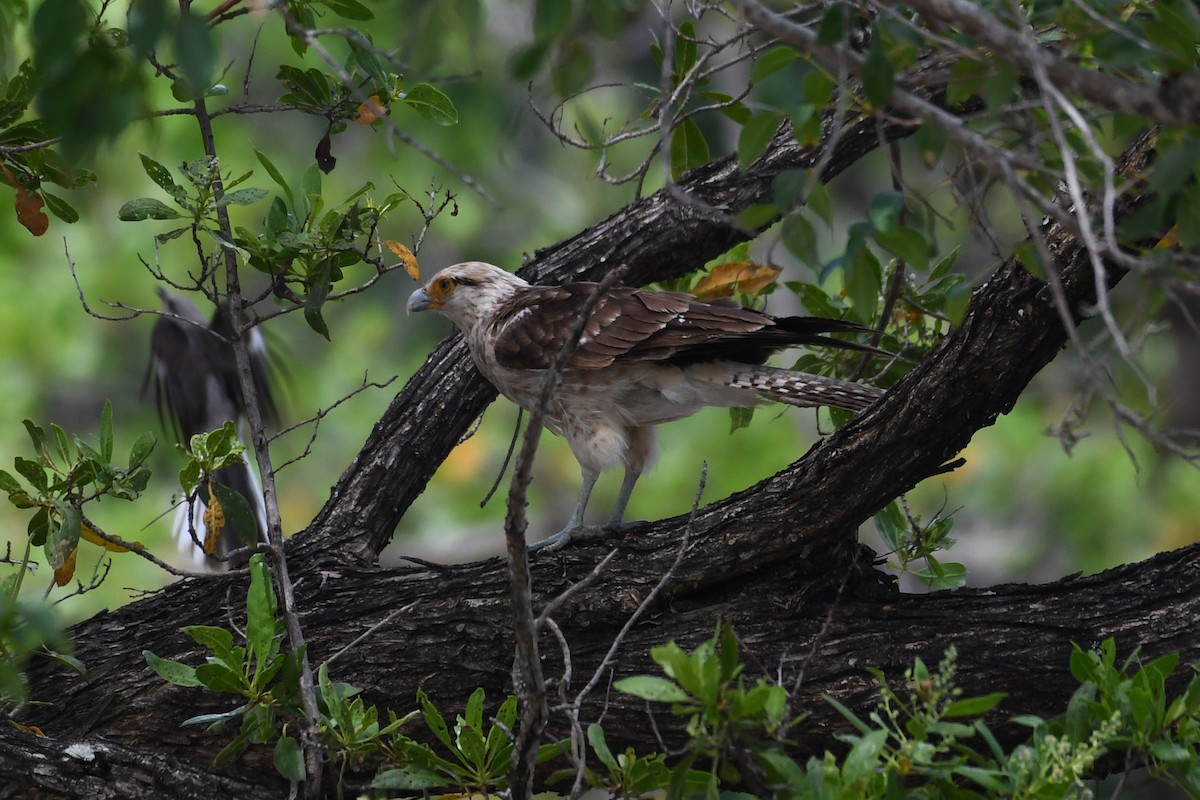 Caracara Chimachima - ML620887759