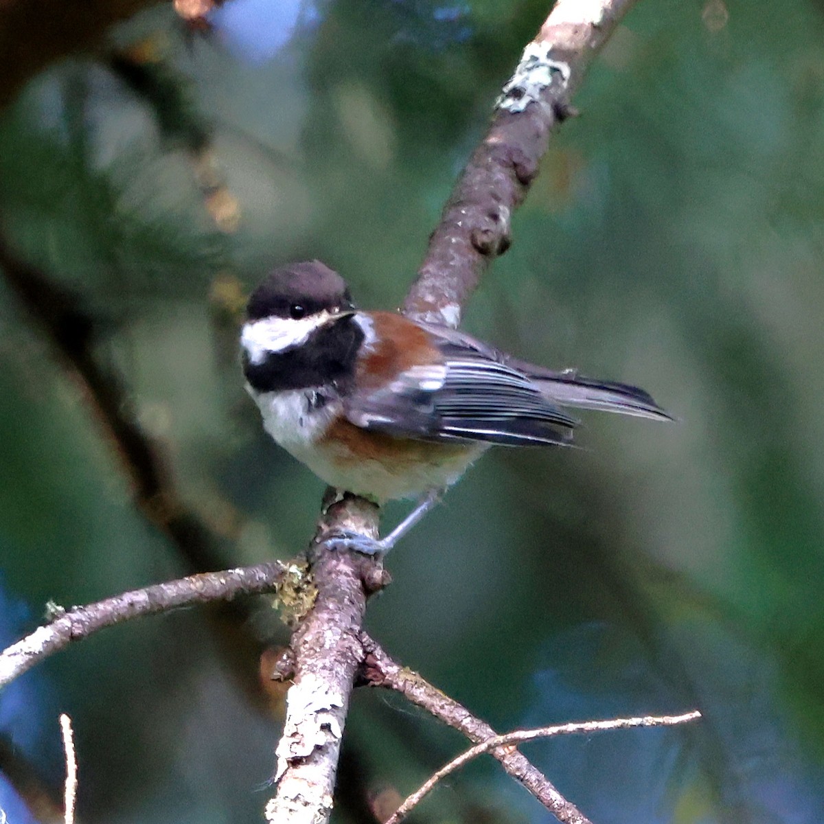 Chestnut-backed Chickadee - ML620887760