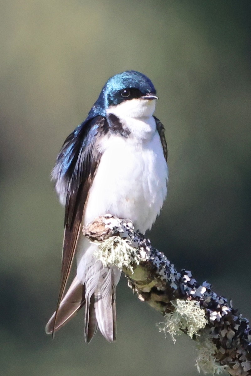 Golondrina Bicolor - ML620887762