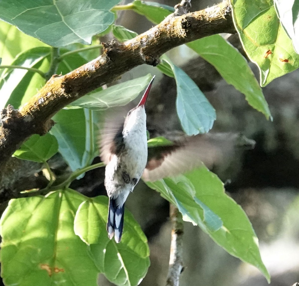 Red-billed Streamertail - Jeff Hollobaugh