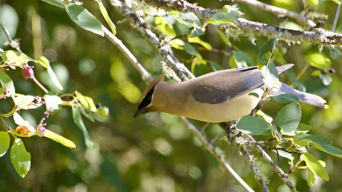 Cedar Waxwing - ML620887768