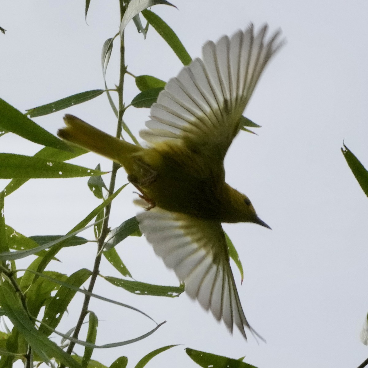 Paruline jaune - ML620887770