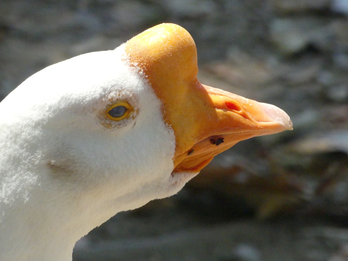 Swan Goose (Domestic type) - ML620887777