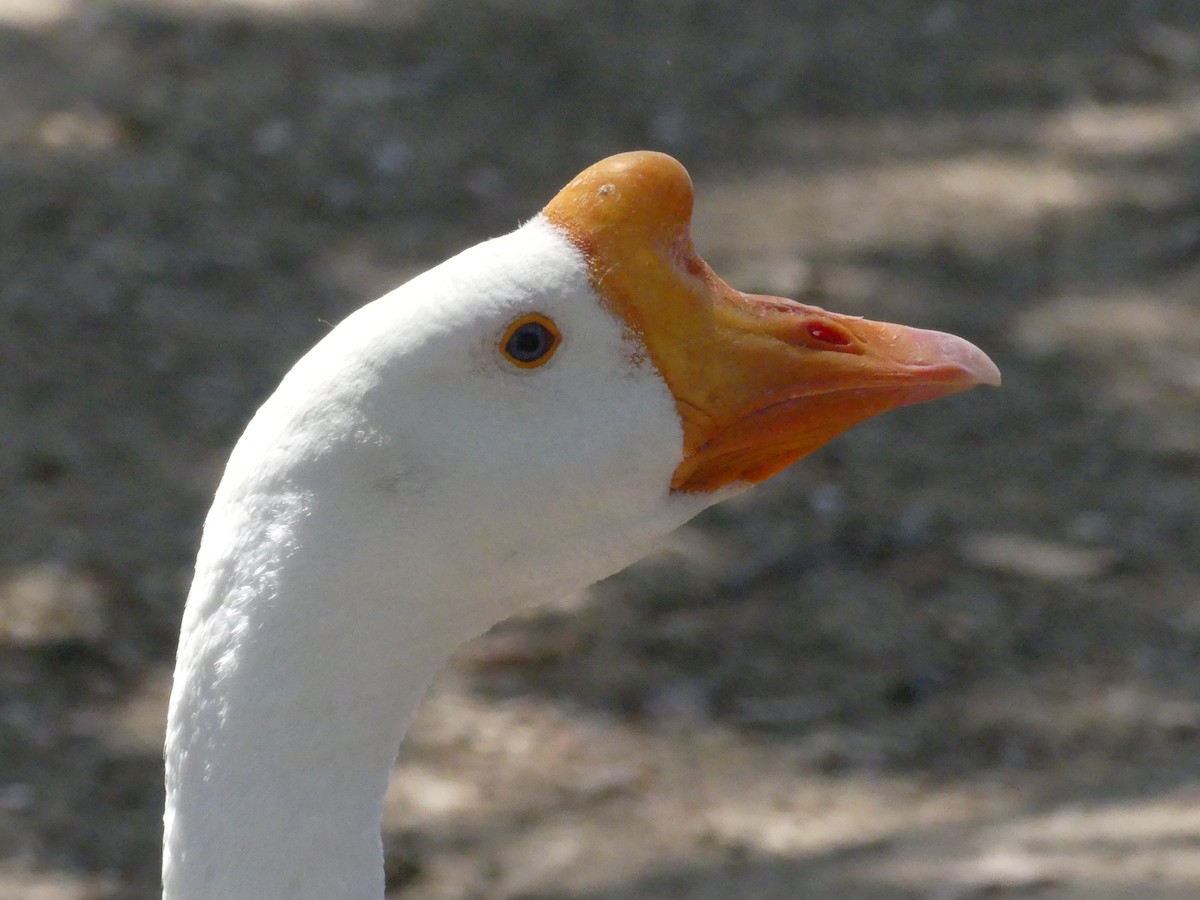 Swan Goose (Domestic type) - ML620887778