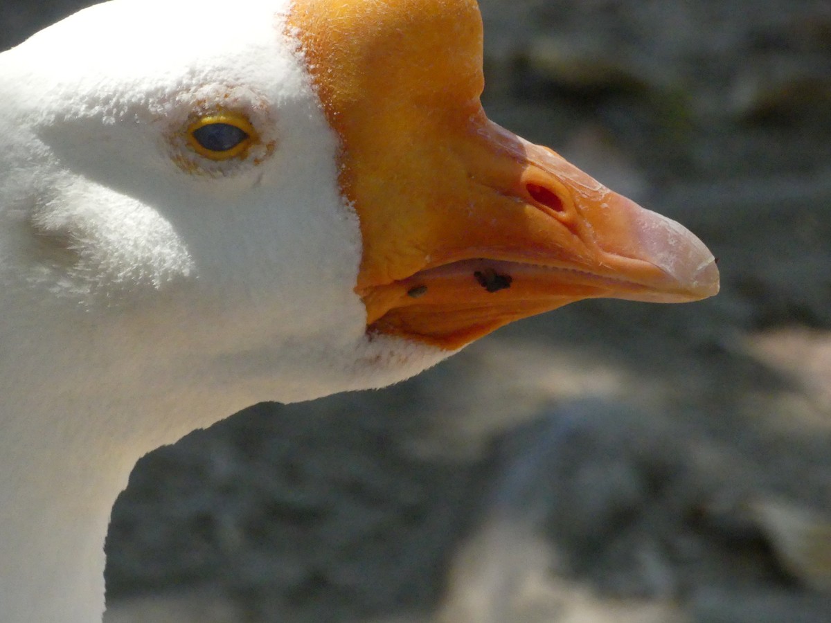 Swan Goose (Domestic type) - ML620887779