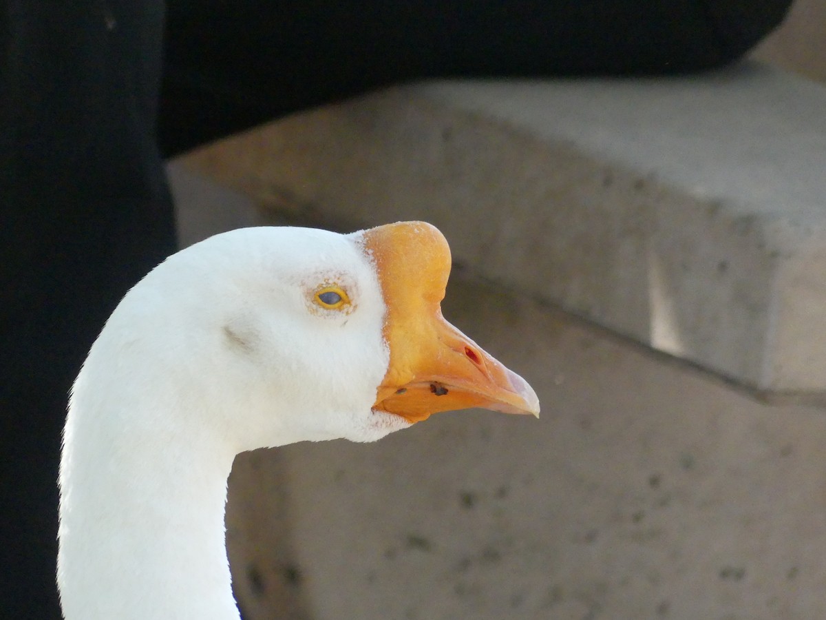 Swan Goose (Domestic type) - ML620887780